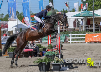 Bundeschampionat: Qualifikationen der jungen Springpferde