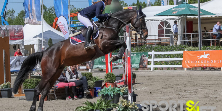 Bundeschampionat: Qualifikationen der jungen Springpferde