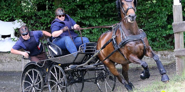 Vorstellung: Fahrturnier