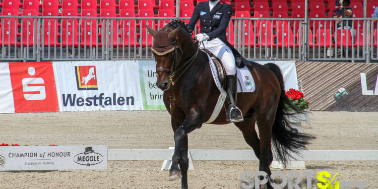 Münster: Klimkes Franziskus siegt mit Hengstmarnieren