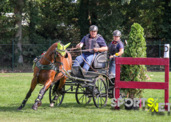 Bundeschampionat Teil 1: Dressur-und Fahrpferde